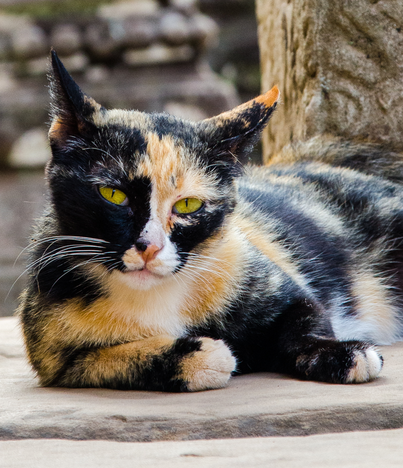 2nd PrizeOpen Color In Class 1 By Gene Tadlock For Portrait Of A Calico Cat JAN-2021.jpg